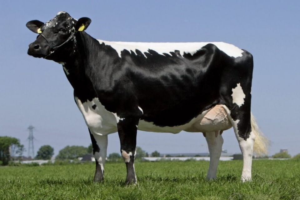 Tinh bò sữa HF IRELAND