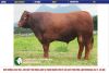 TINH BÒ RED ANGUS ÚC 1607
