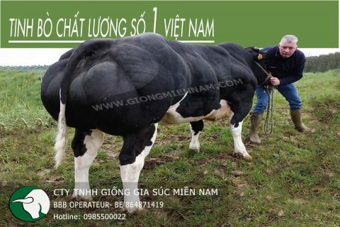 TINH BÒ THỊT BBB OPERATEUR