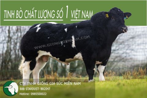 TINH BÒ THỊT BBB STARDUST