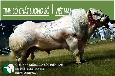 TINH BÒ THỊT BBB ULEX