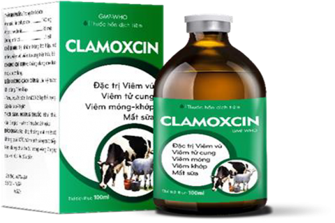 CLAMOXCIN - Trị nhiễm trùng hô hấp, mô mềm, viêm vú, viêm tử cung